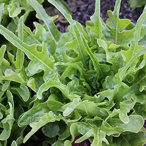 Oakleaf Lettuce Seeds for Crisp, Curled Oakleaf Lettuce