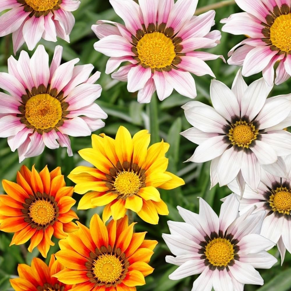 Gazania Mini Star Mix Seeds for Planting flower bed