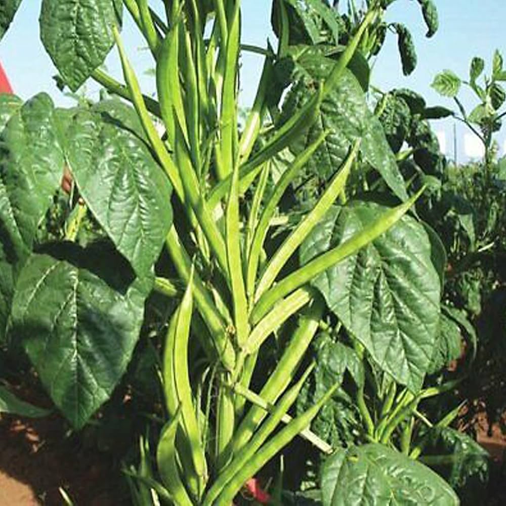 Cluster Bean Seeds for Planting Cyamopsis tetragonoloba for vegetable patches and home gardens