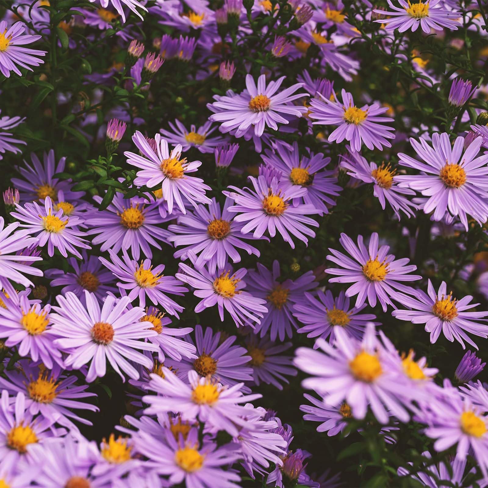 Aster Aster spp. Flower Seeds for Planting