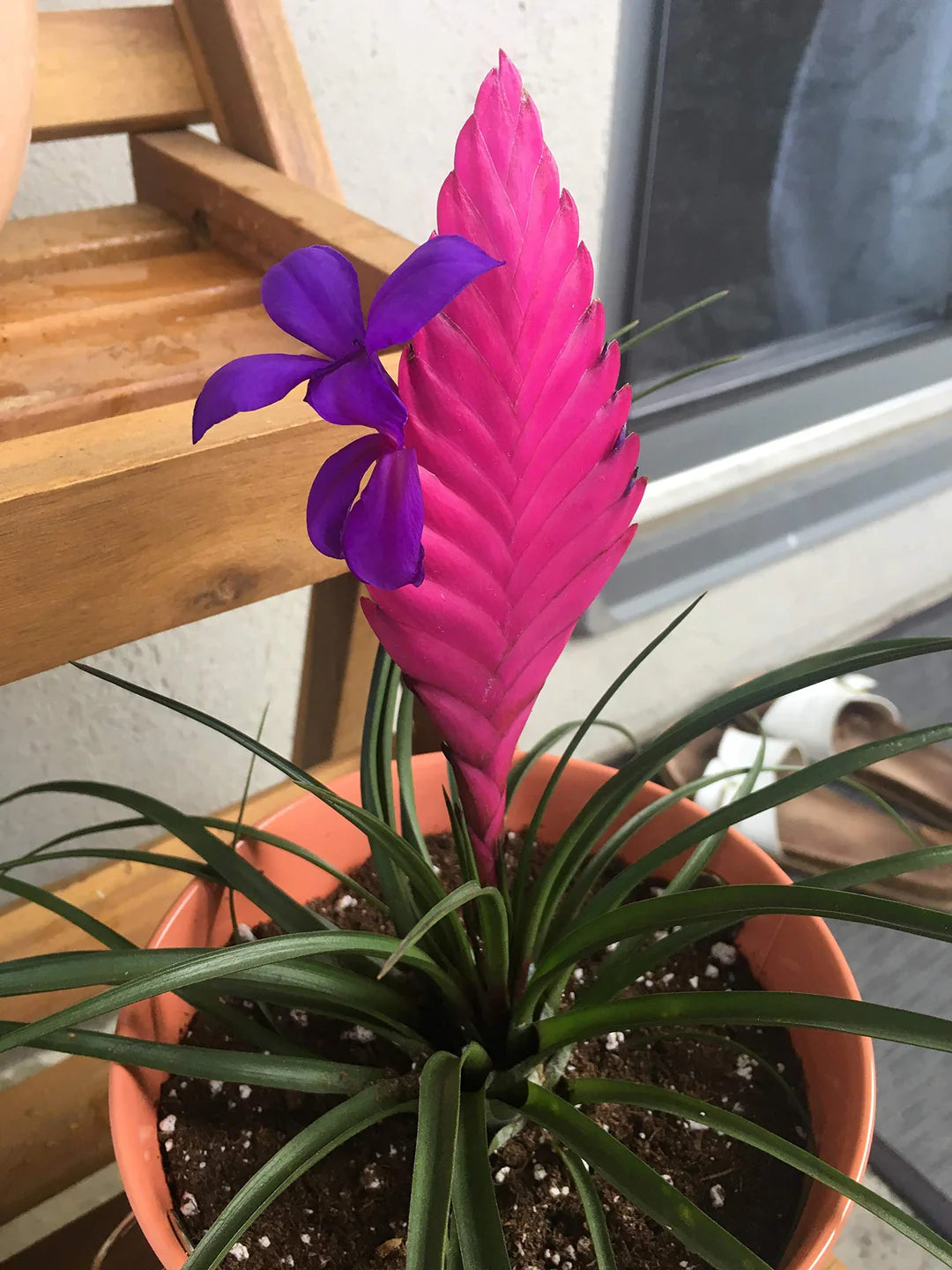 Tillandsia Cyanea Flower seeds for Planting Long Bloom Season Heirloom & GMO Free Seeds for Home Garden