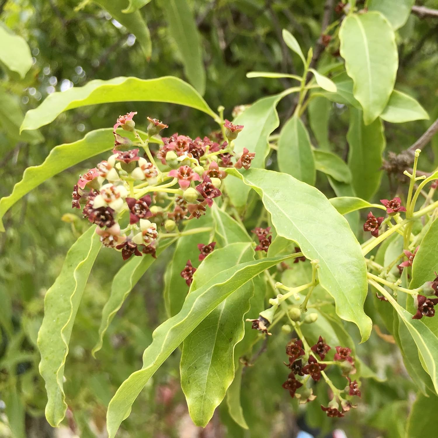 Santalum Album Seeds Indian Sandalwood Edible Evergreen Drought Tolerant Fragrant Borders Cottage