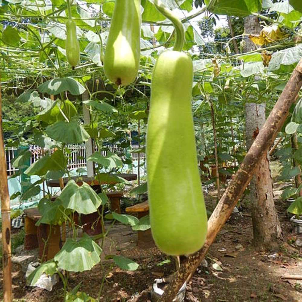 Bottle Gourd Seeds for Planting Lagenaria siceraria for vegetable patches and backyard gardens