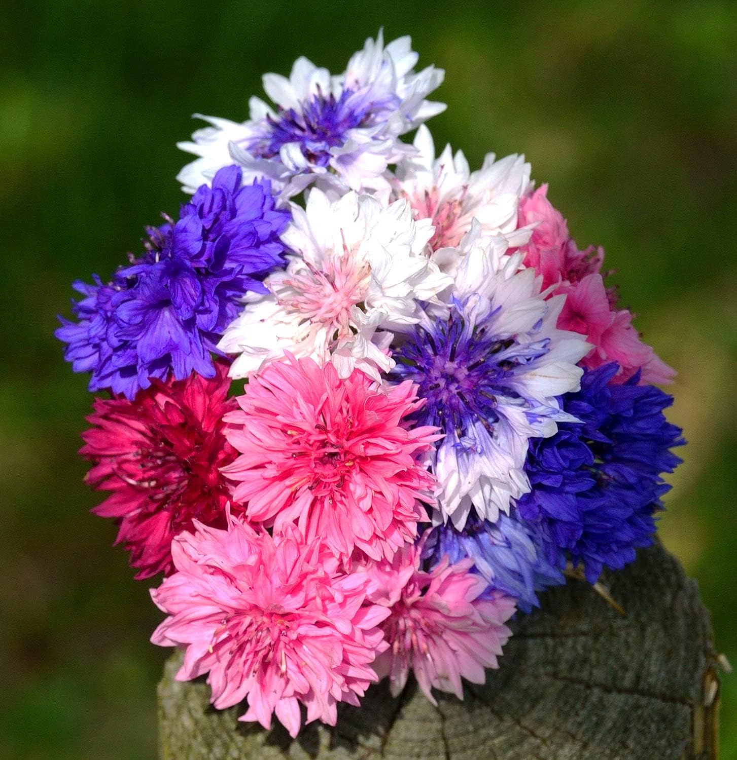 Centaurea Flower Centaurea cyanus Seeds for Planting in Flower Bed & Garden Heirloom Non-GMO Seeds