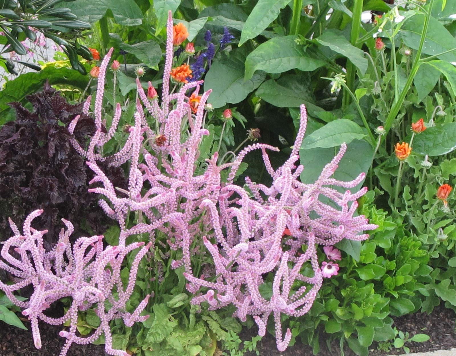 Violet Lepismium Flower seeds for Planting - Hardy Variety, Heirloom & GMO Free Seeds for Home Garden
