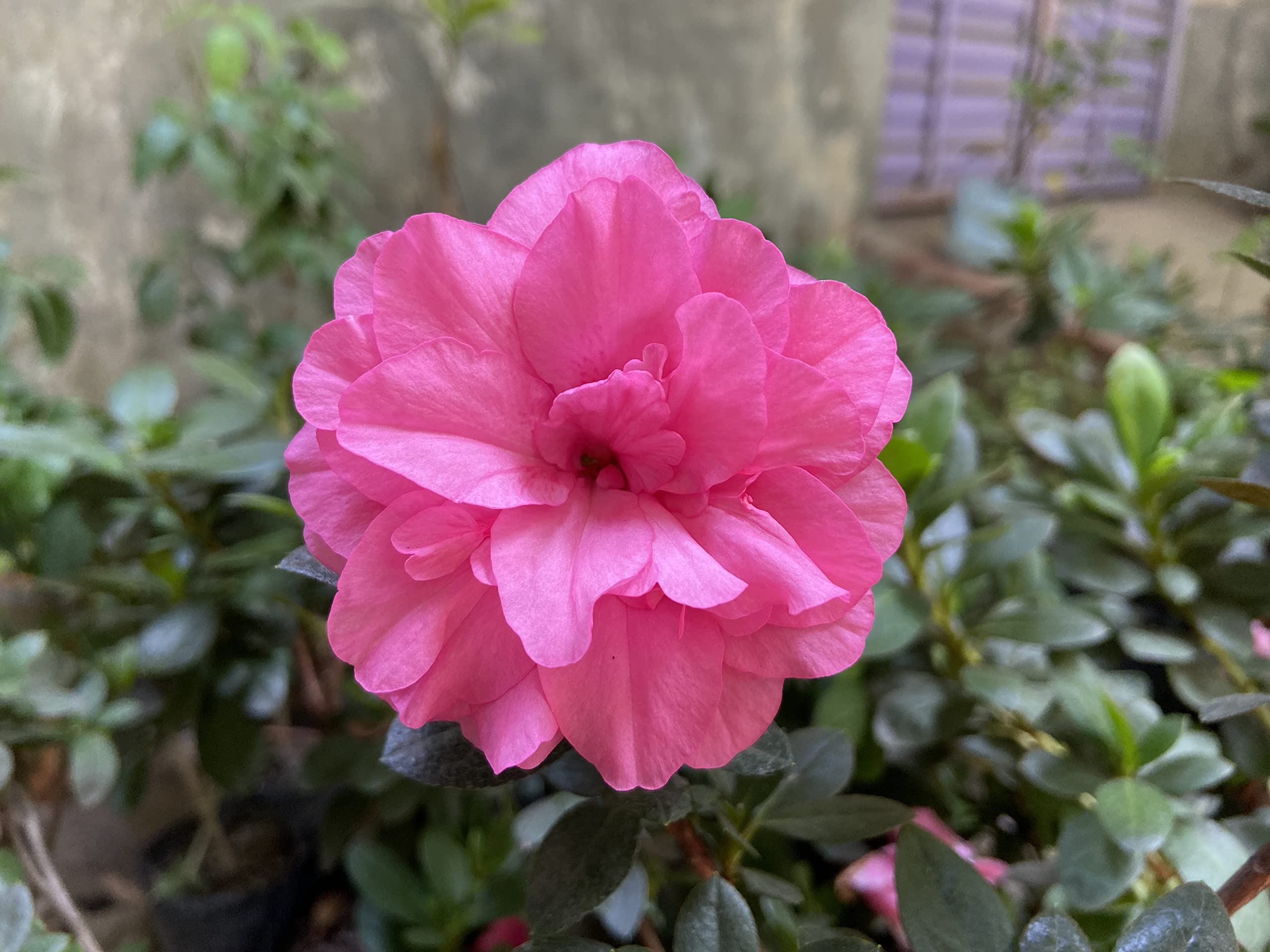 Pink Hibiscus Syriacus Flower seeds for Planting - Drought Tolerant, Heirloom & GMO Free Seeds for Home Garden