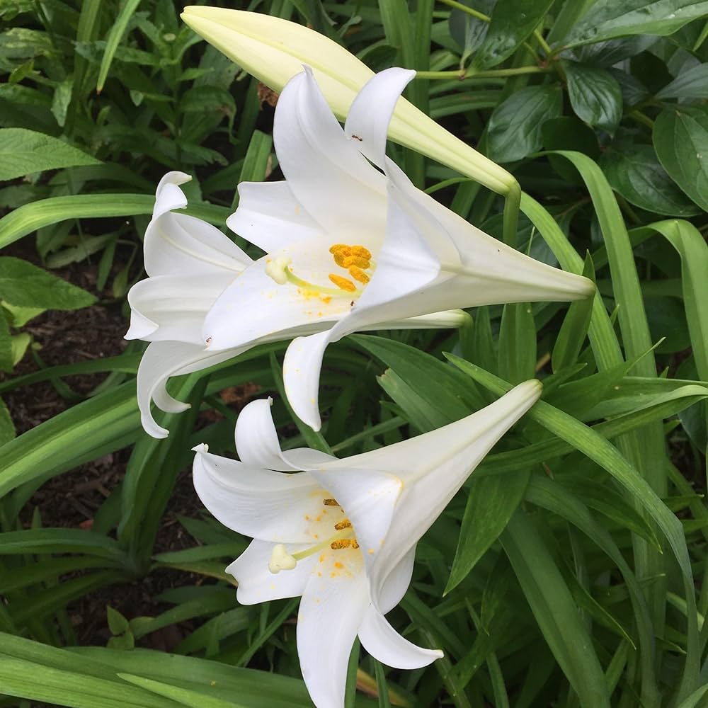 Lily Lilium spp. Seeds for Planting - Perfect for Flower Bed & Urban Garden