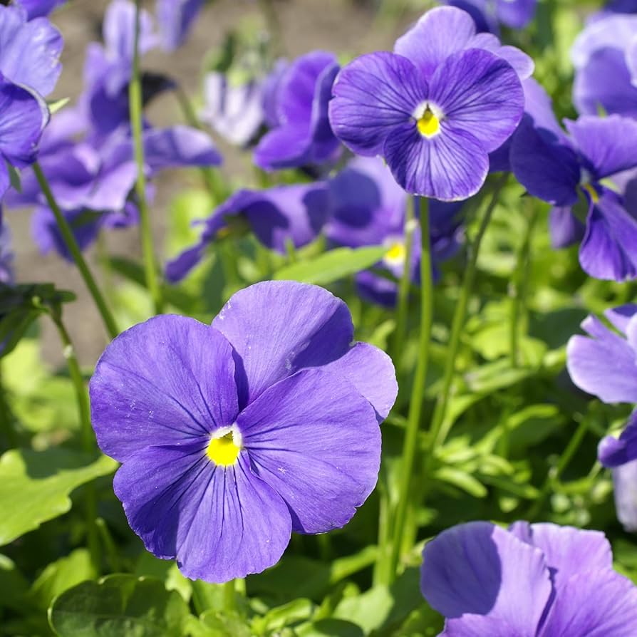 Pansy Cloudless Sky Blue Seeds for Planting Shaded Pots Garden Beds