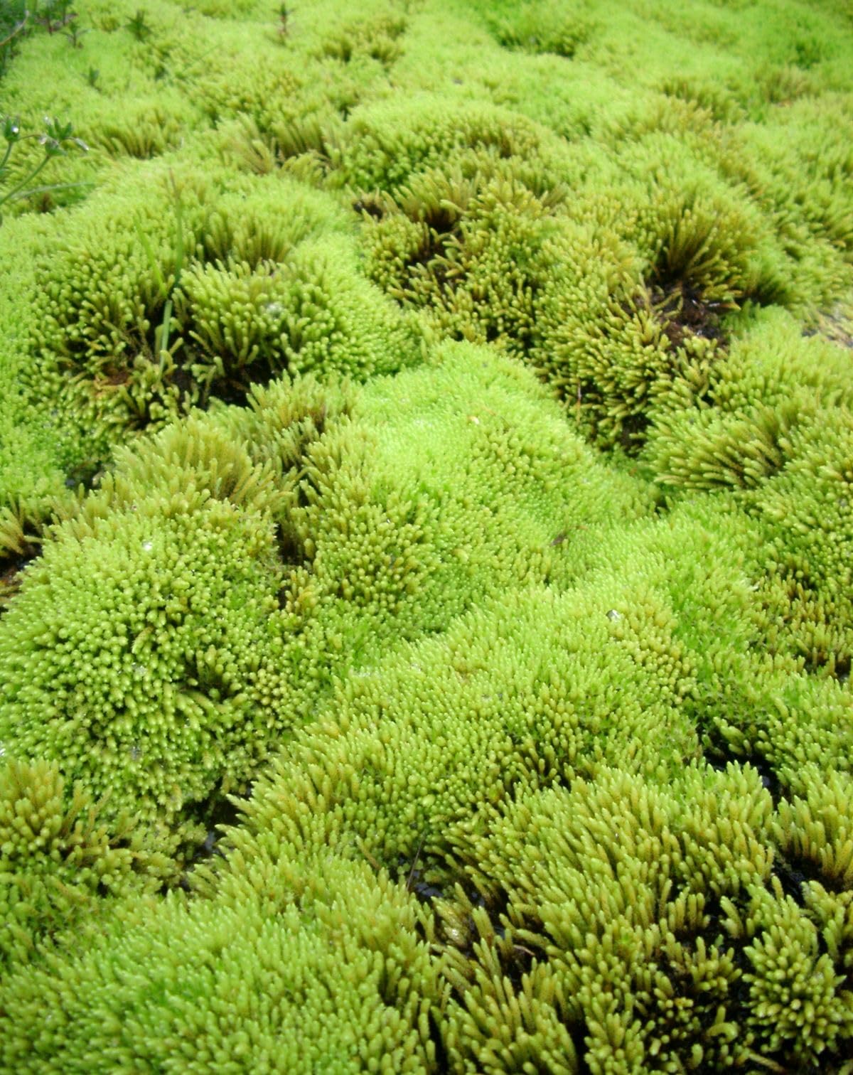 Moss Grass Sagina subulata Seeds for Planting in Pathways
