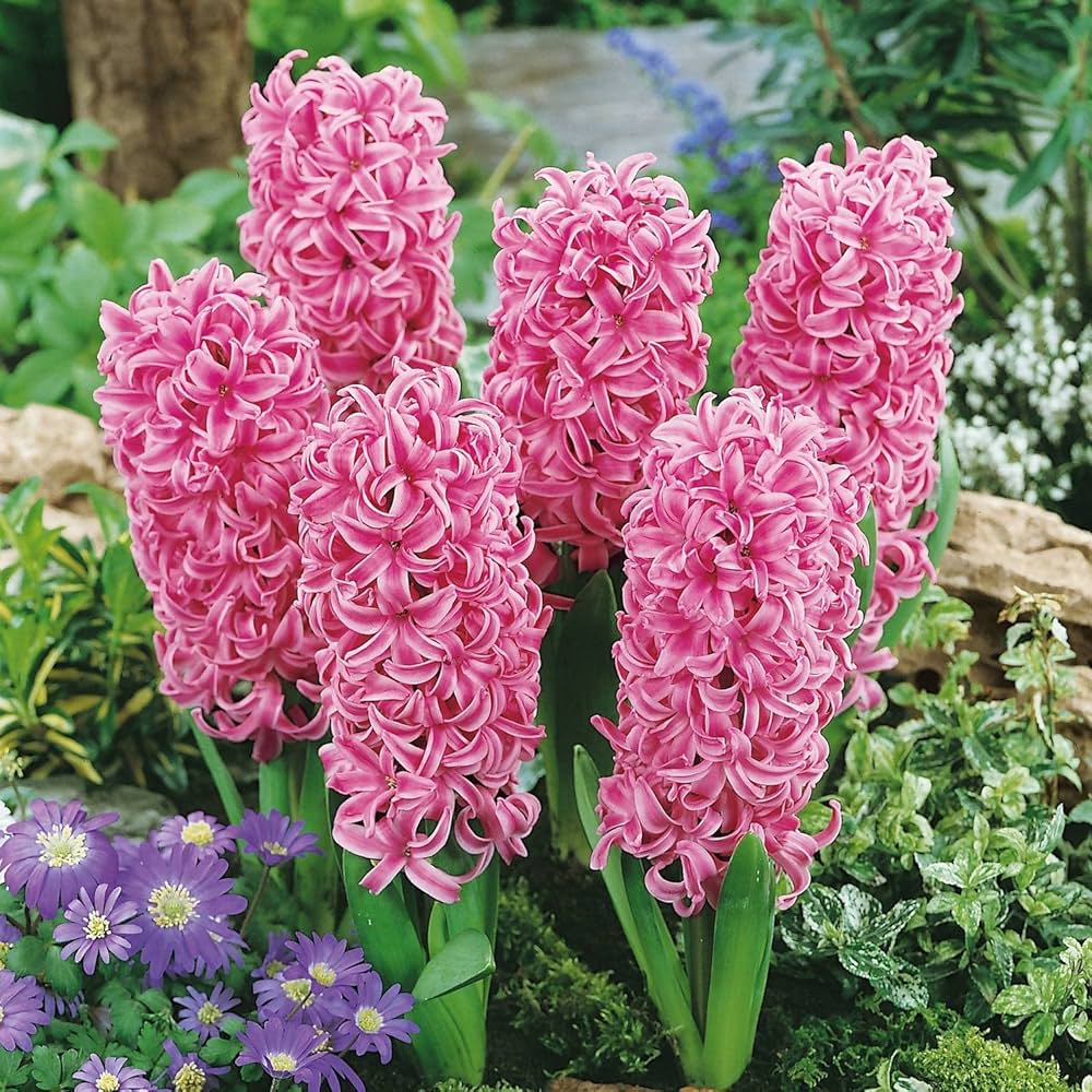Light Pink Hyacinth Flower seeds for Planting - Easy to Grow, Heirloom & GMO Free Seeds for Home Garden