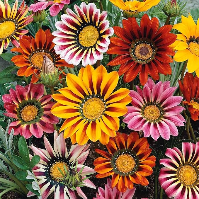 Gazania Gazania spp Flower Seeds for Planting in Flower Bed