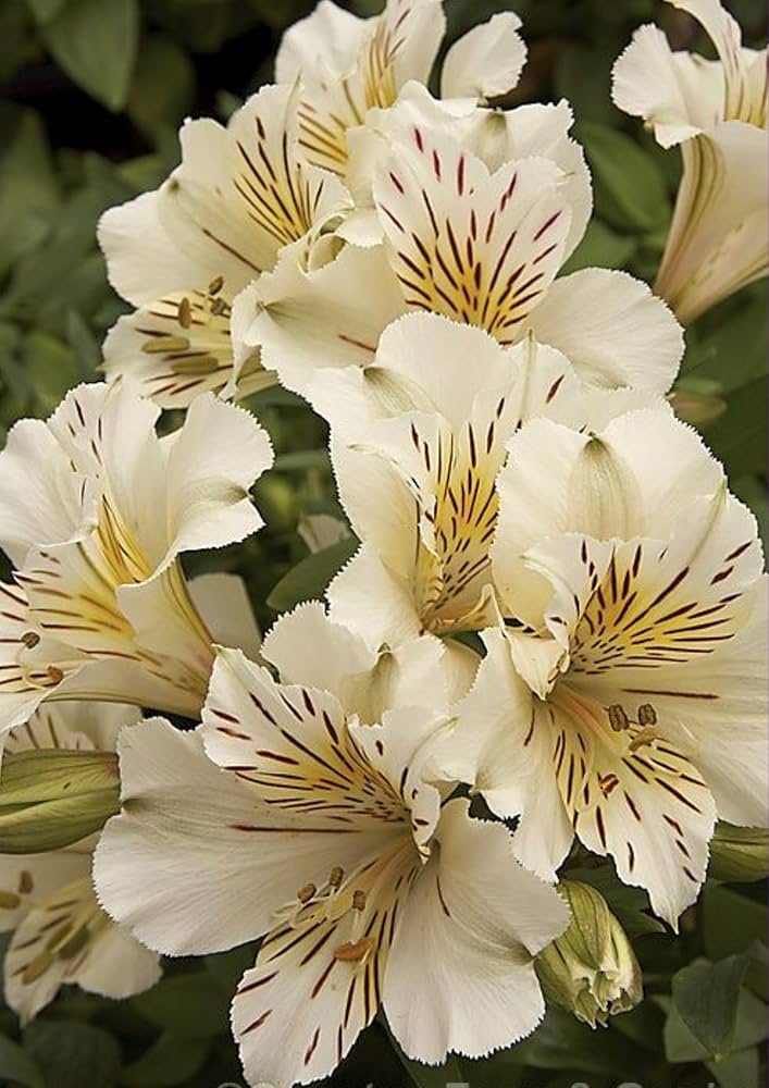 Peruvian Lily Flower Seeds Alstroemeria for Planting in Flower Bed