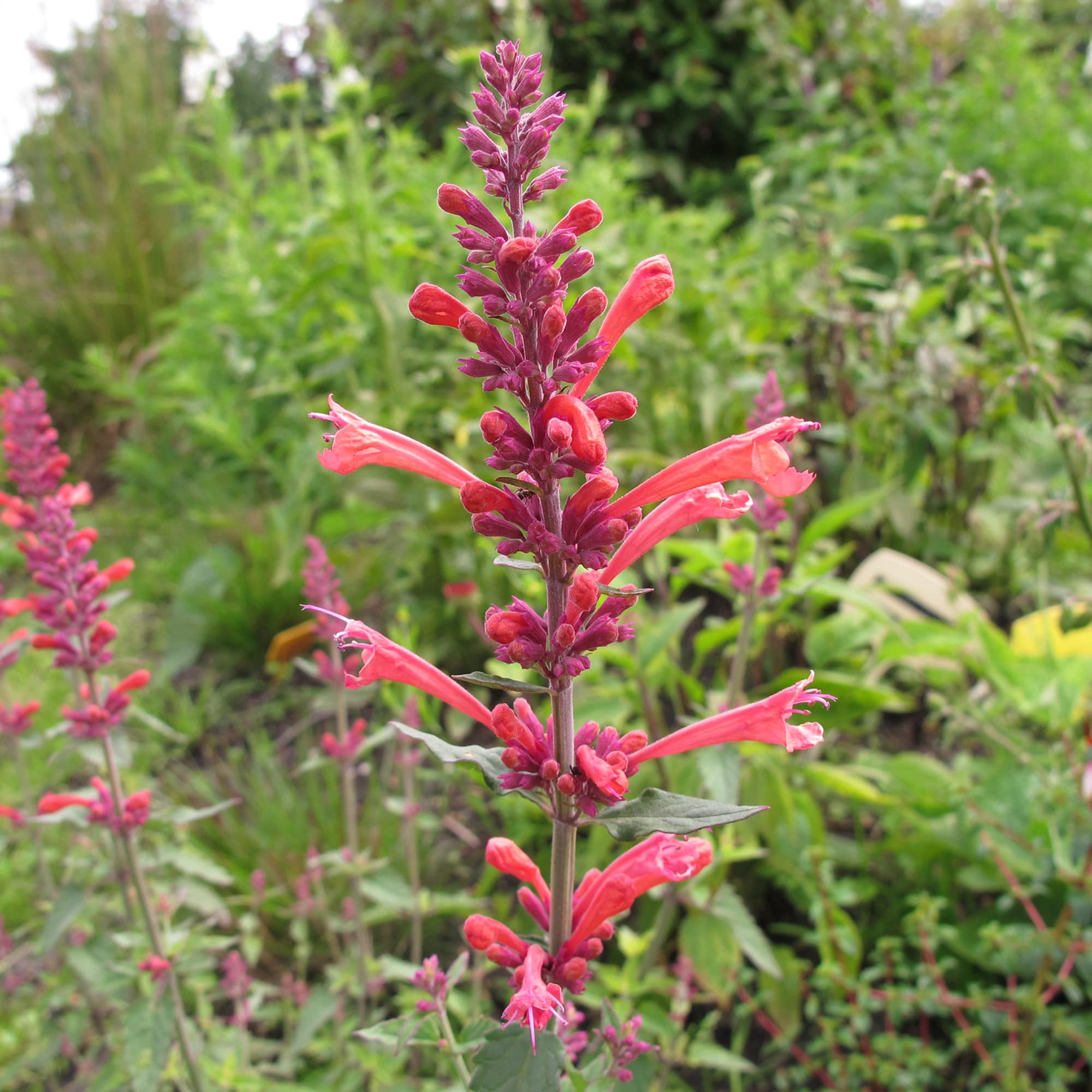 Hummingbird Mint Seeds for Planting Agastache spp. for flower beds and pollinator gardens