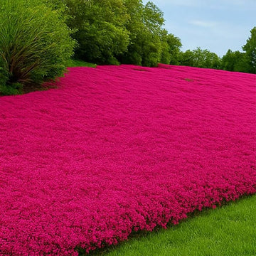 Red Creeping Flower seeds for Planting - Pollinator Friendly, Heirloom & GMO Free Seeds for Home Garden