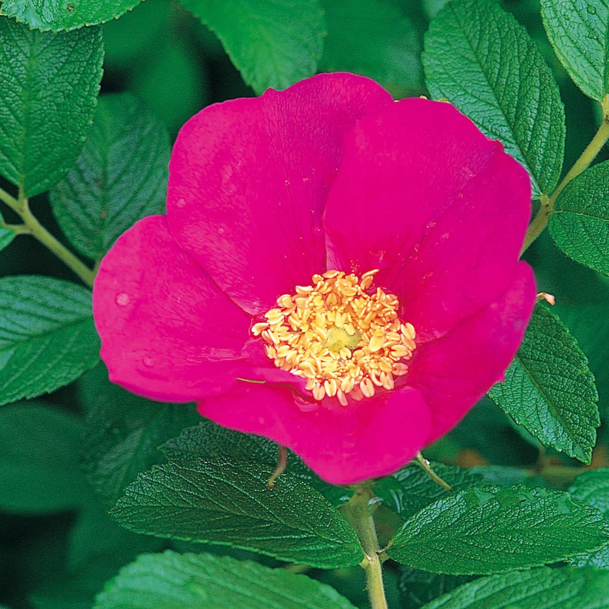 Red Rugosa Rose Seeds – Beautiful, Fragrant Flowering Shrub
