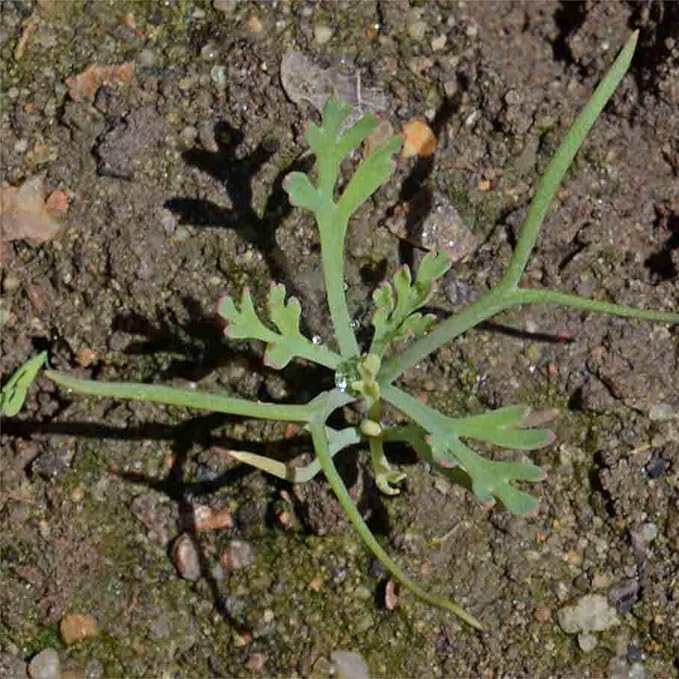 Mixed Poppy Papaver spp. Seeds for Planting in Flower Bed & Garden