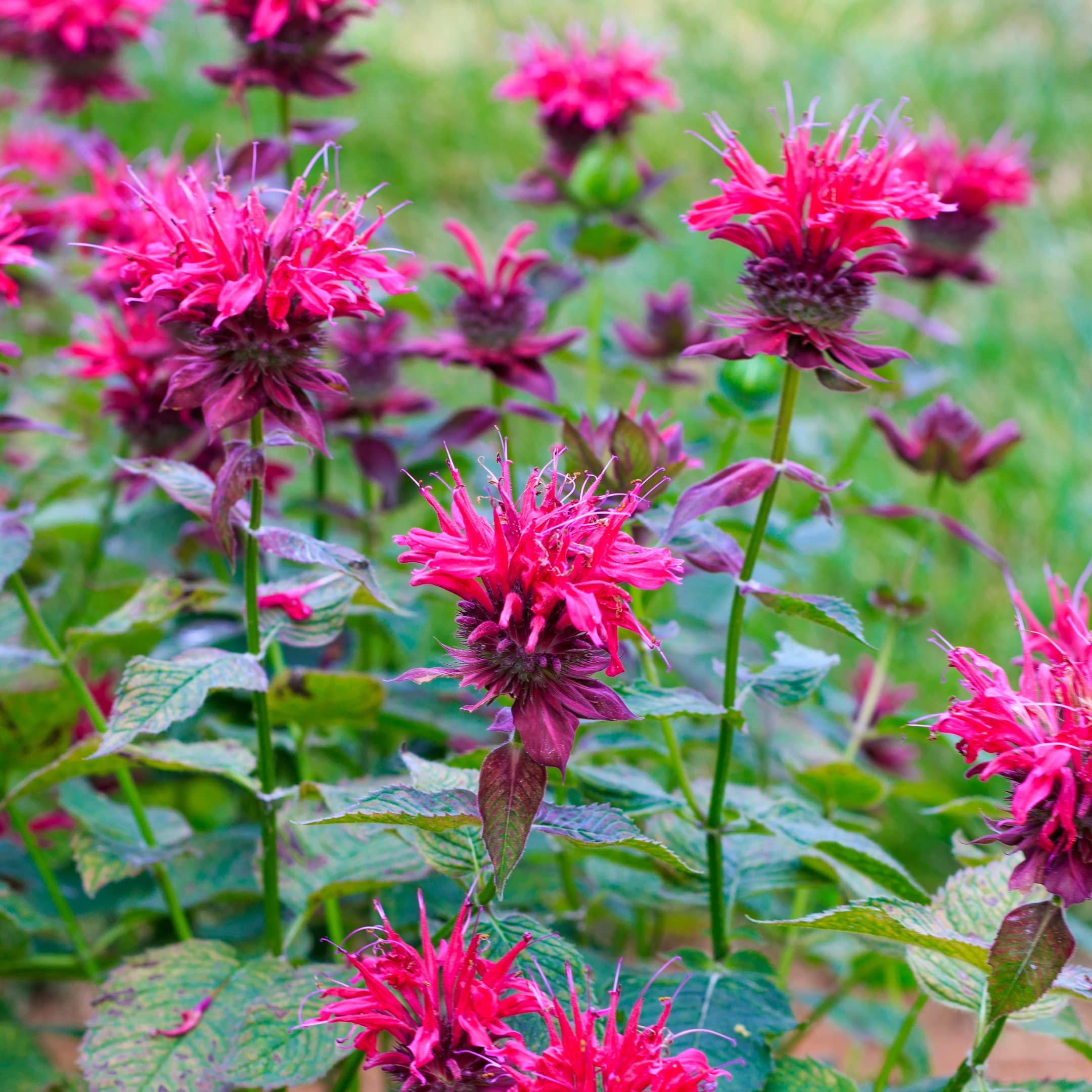 Pink Wild Bergamot Monarda Fistulosa Mintleaf Bee Balm Flower seeds for Planting - Hardy Variety, Heirloom & GMO Free Se