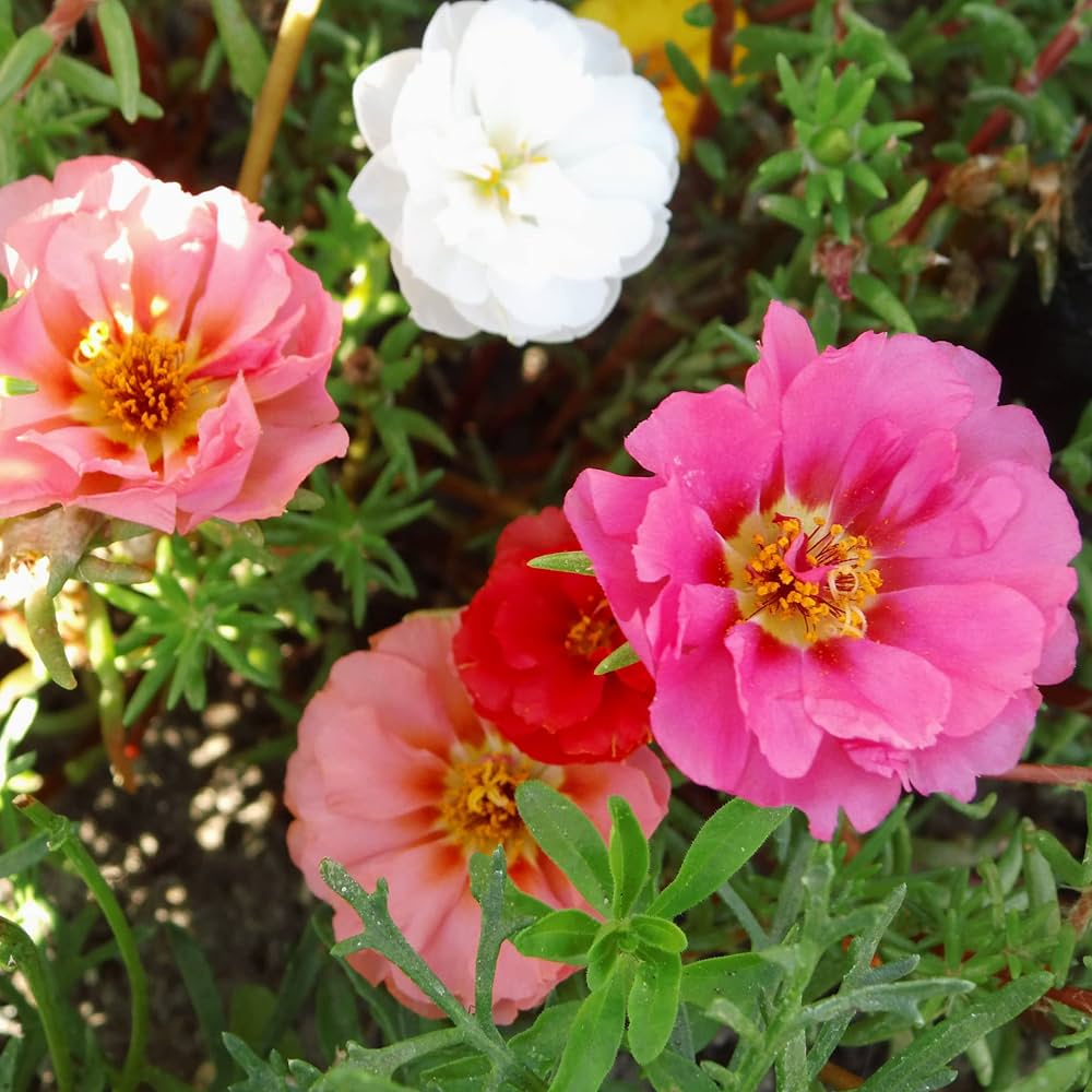 Pink Portulaca Grandiflora Seeds for Planting  Vibrant Annual Flowers