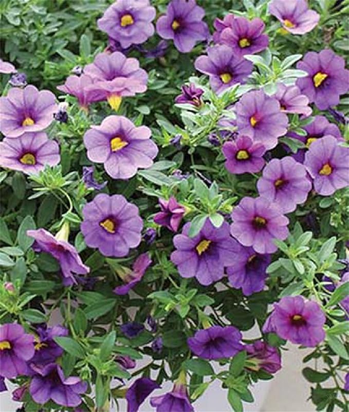 Calibrachoa Petunia Flower Calibrachoa spp. Seeds for Planting in Flower Bed & Garden