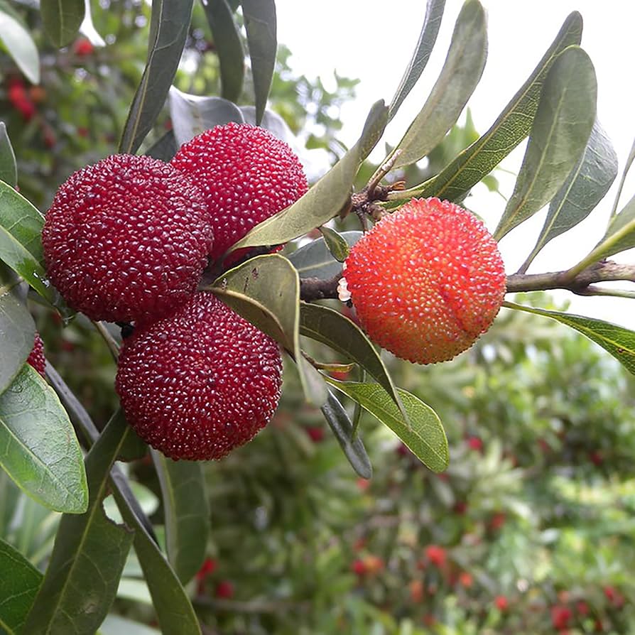 Rubra Fruit Seeds for Planting - Grow Delicious Red Fruits in Your Garden