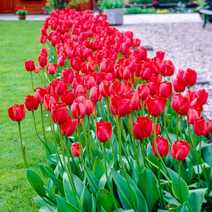 Tulip Flower Tulipa spp. Seeds for Planting in Flower Bed & Garden