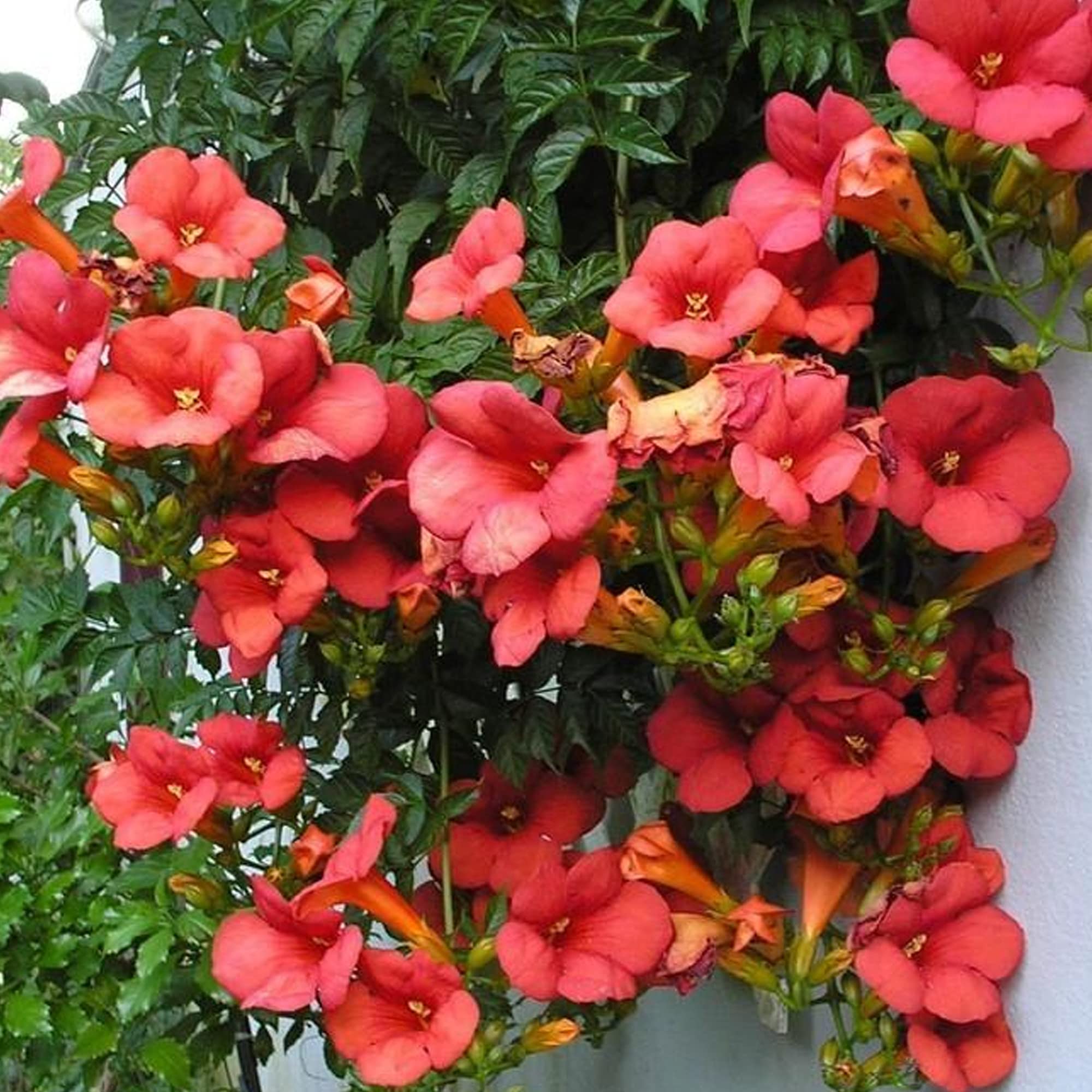 Enredadera Trompetan Flower seeds for Planting - Shade Tolerant, Heirloom & GMO Free Seeds for Home Garden