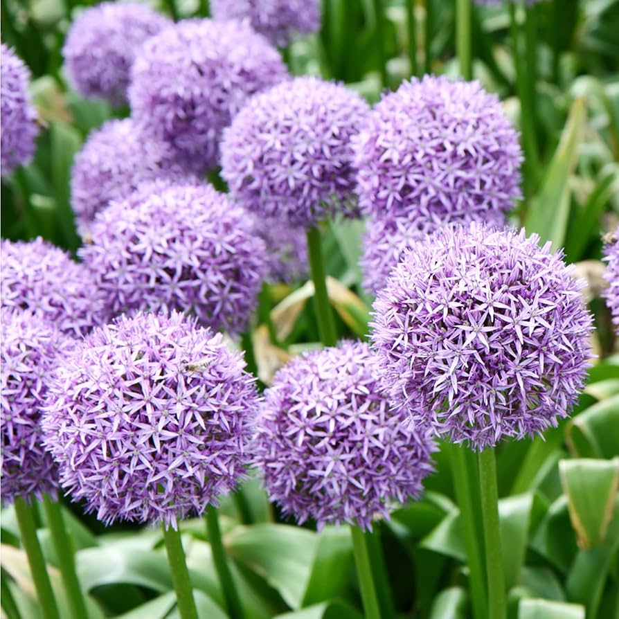 Giant Allium Seeds Allium giganteum for Planting in Ornamental Garden and Flower Bed
