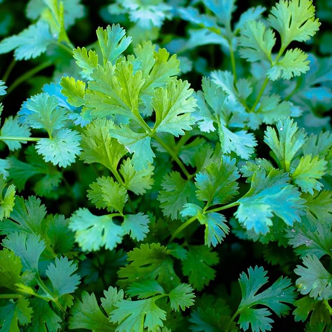 Cilantro Langsam Bolt Seeds for Fresh, Flavorful Cilantro