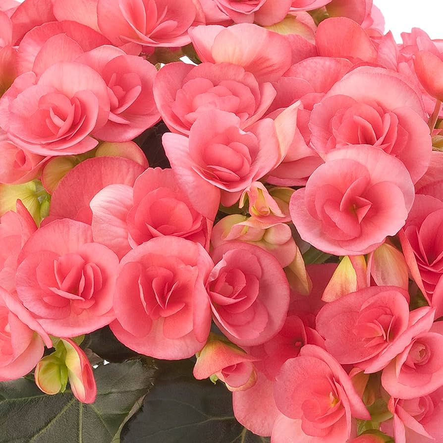 Begonienblumensamen Begonia spp Flower Seeds for Planting in Garden and Container
