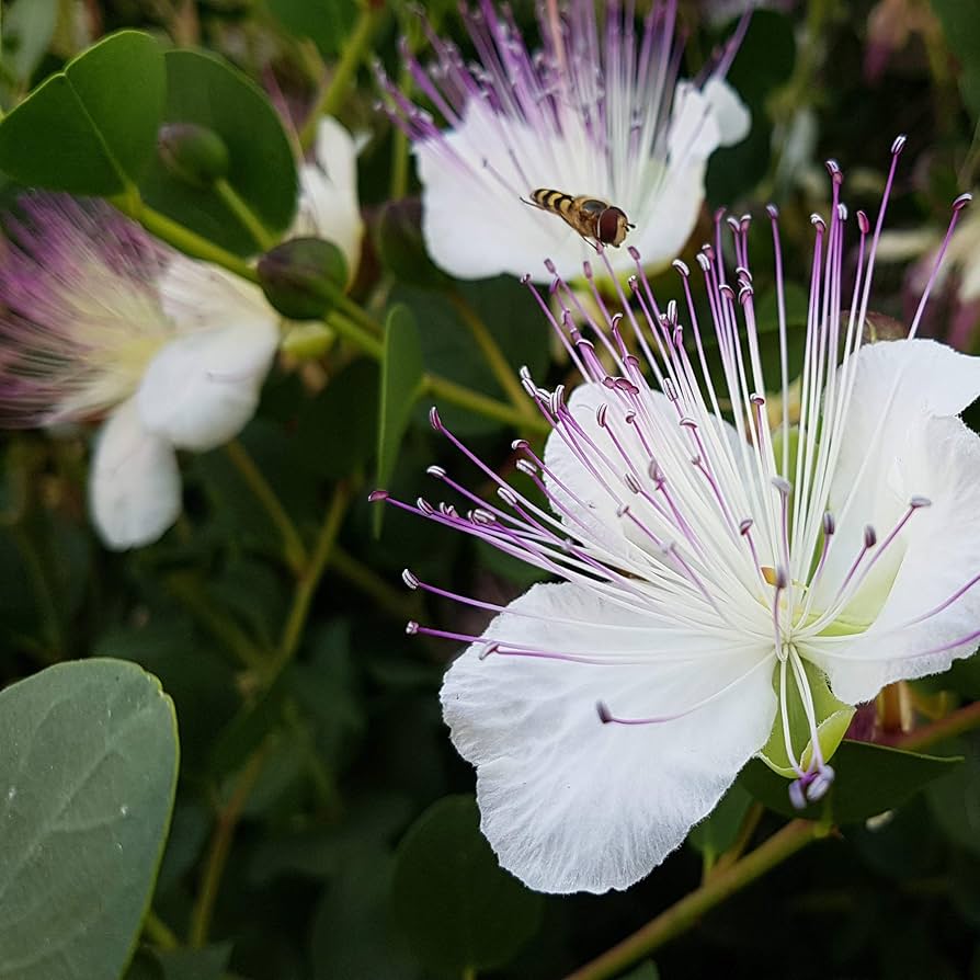 Purple Caper Bush Flower seeds for Planting - Seasonal Bloomer, Heirloom & GMO Free Seeds for Home Garden
 
 Sale seeds for planting in home garden