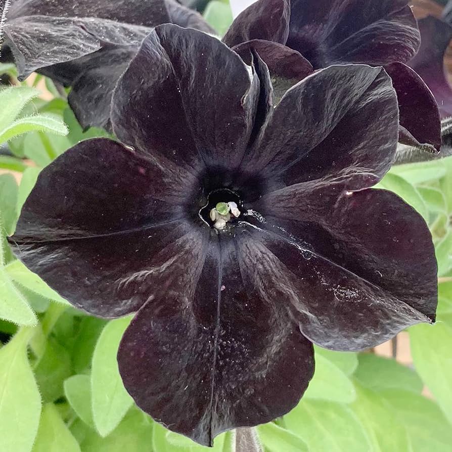 Petunia Bonsai Balcony Garden Flower Seeds