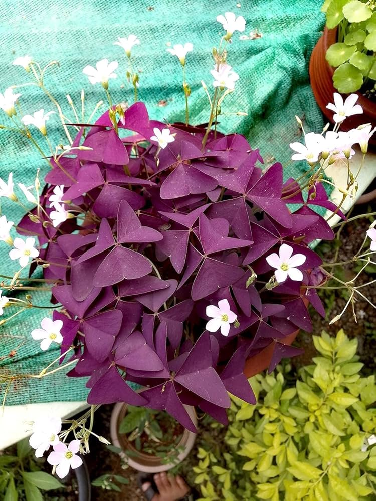 Oxalis Oxalis spp. Seeds for Planting in Indoor Garden