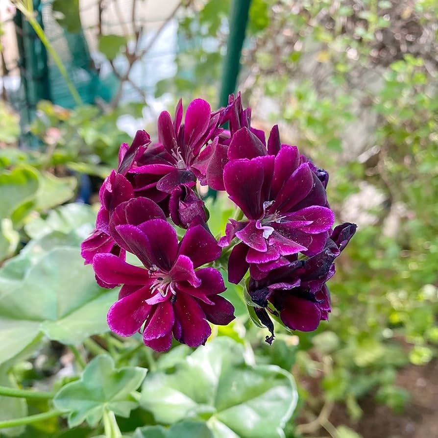 univalve-geranium-planting-seeds-burgundy-for-richness-100-pcs