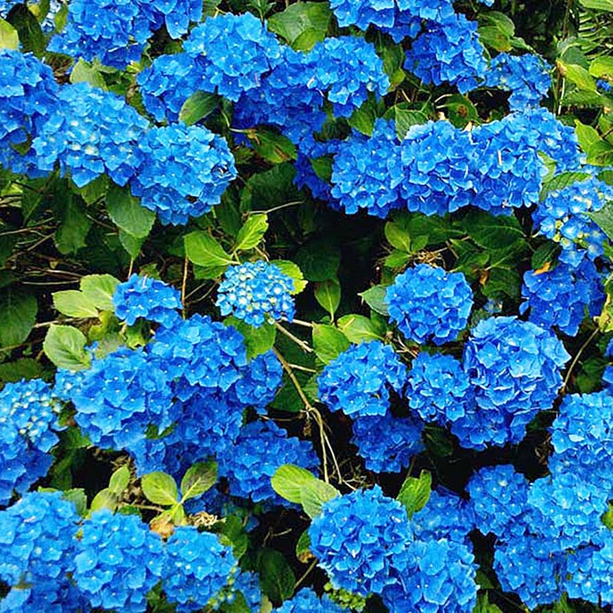 Blue Hydrangea Hydrangea Macrophylla Seeds for Planting - Ideal for Flower Bed & Home Garden