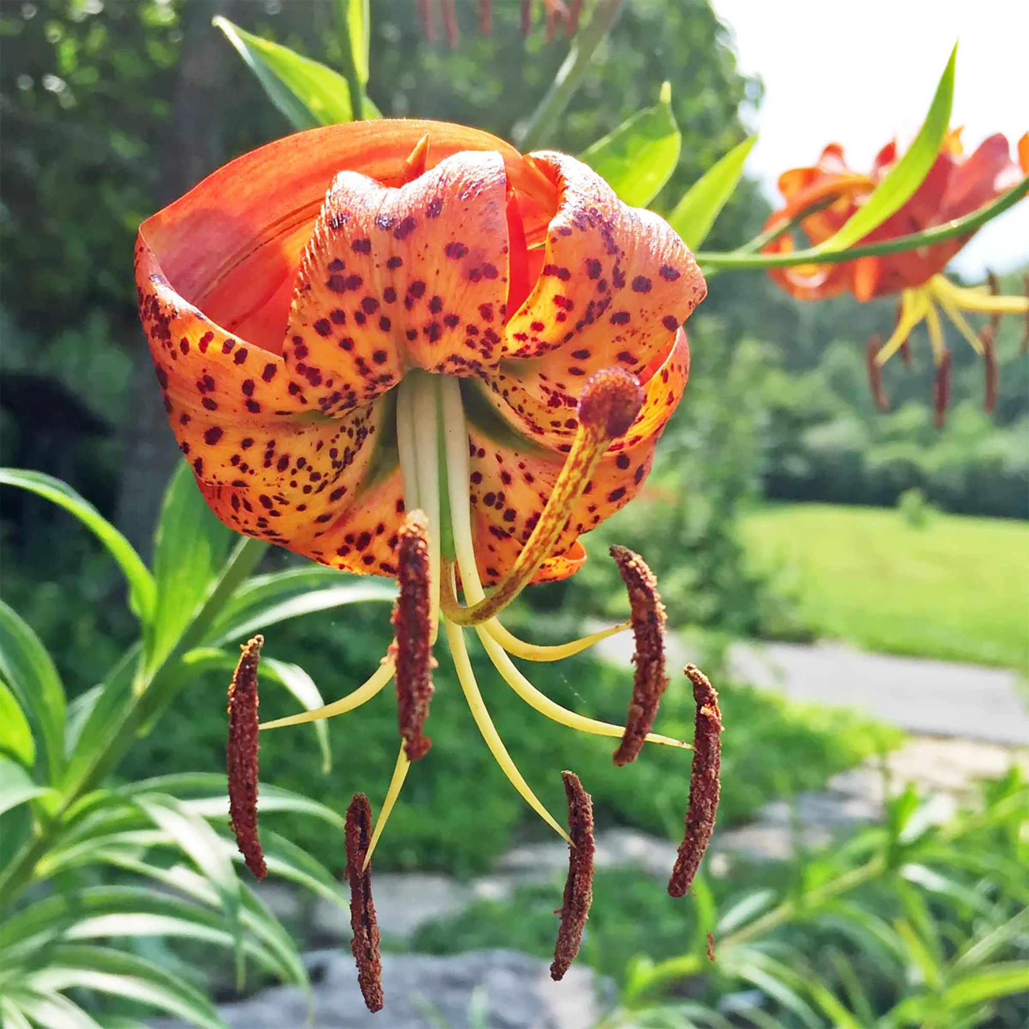Evergrowseeds Lilium superbum Turks Cap Lily flower seeds for planting in garden, showing vibrant lily flower and green seed packets