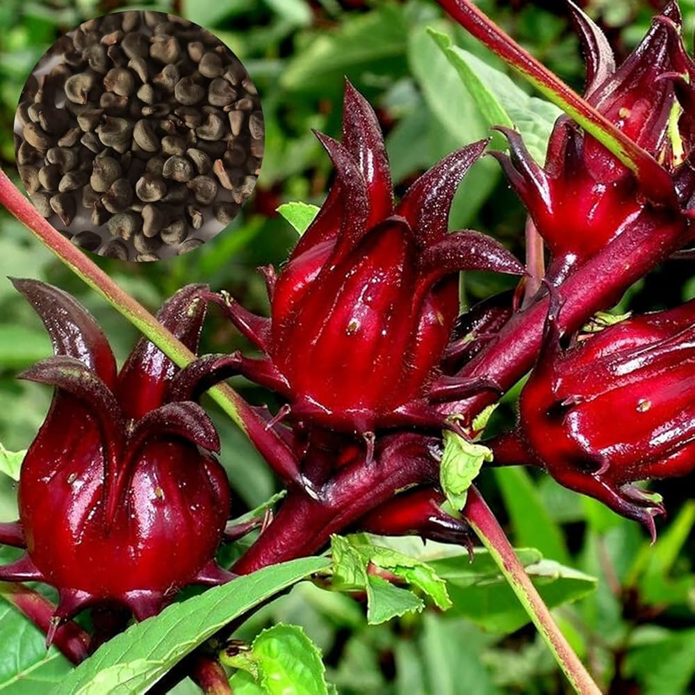 Hibiscus Sabdariffa Seeds for Planting Hibiscus sabdariffa for herbal gardens and home gardens