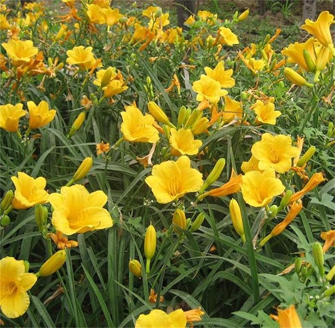 Fresh Rare Hybrid Daylily Seeds, Hemerocallis Lily Indoor Bonsai, Garden Plants