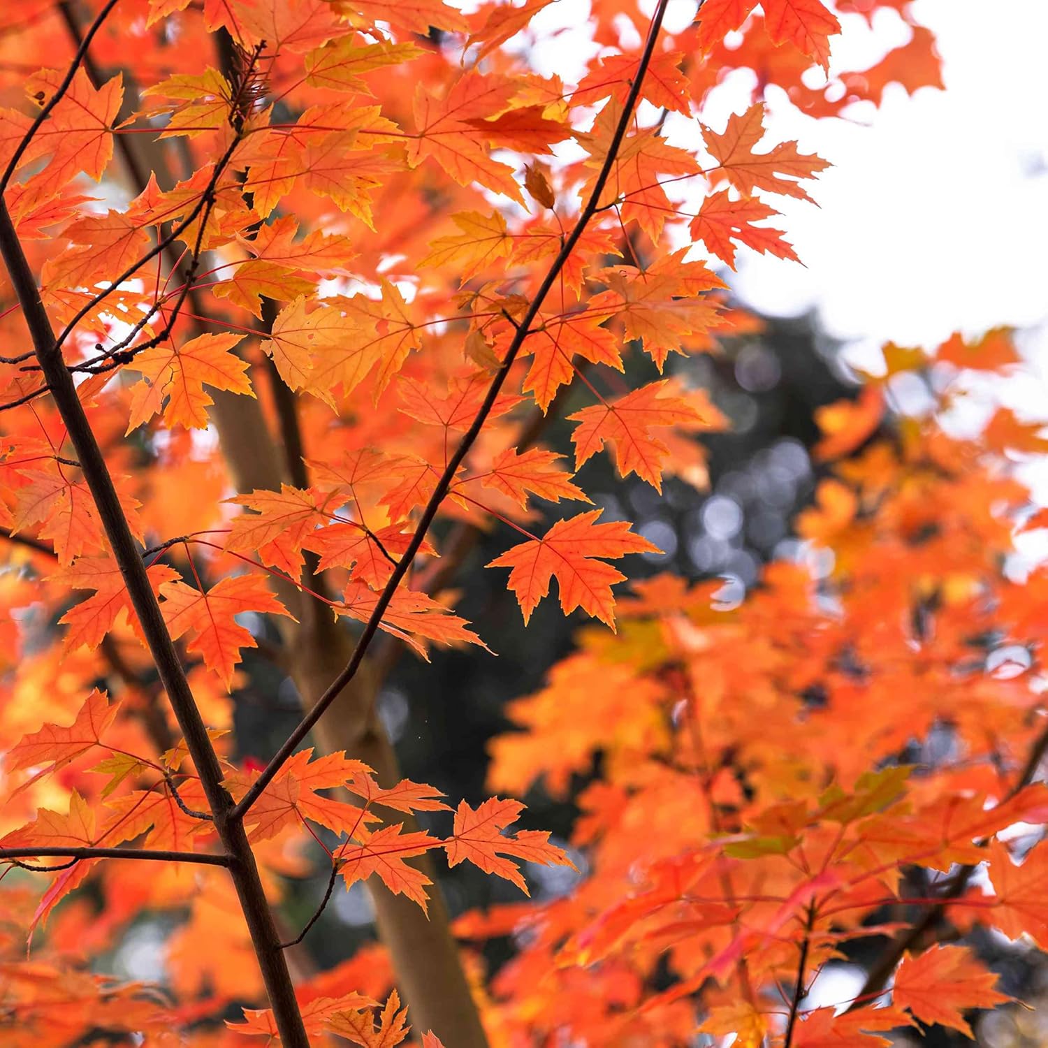 Autumn Blaze Maple Tree Seeds Freeman Low Maintenance Fast Growing Drought Tolerant Patio Border