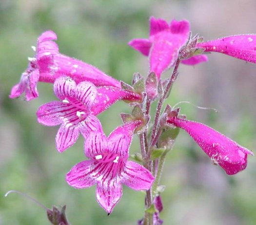 Pink Penstemon Strictus Flower seeds for Planting - Premium Quality, Heirloom & GMO Free Seeds for Home Garden