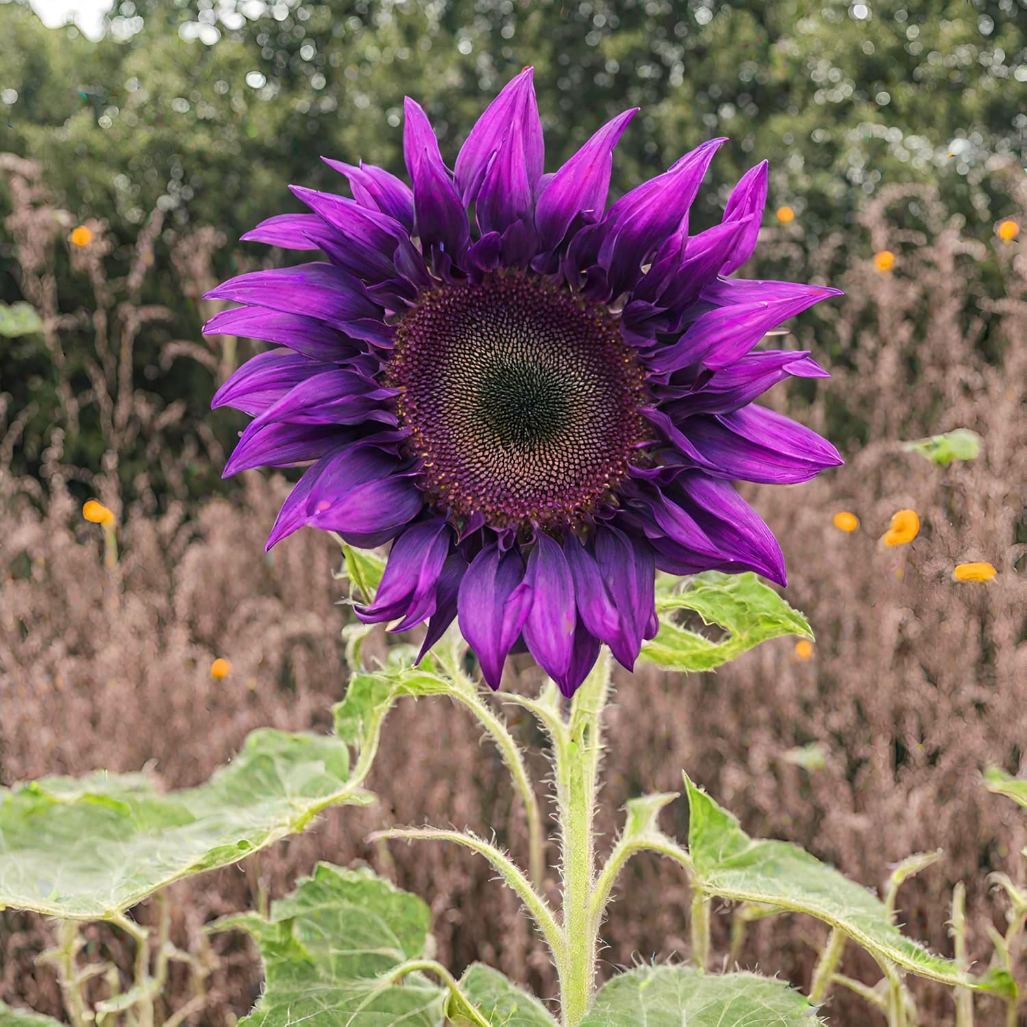 Purple Sunflower Perennial Flower Seeds for Planting Fragrant Blossoms Heirloom & GMO Free Seeds for Home Garden
 
 Sale - Evergrowseeds