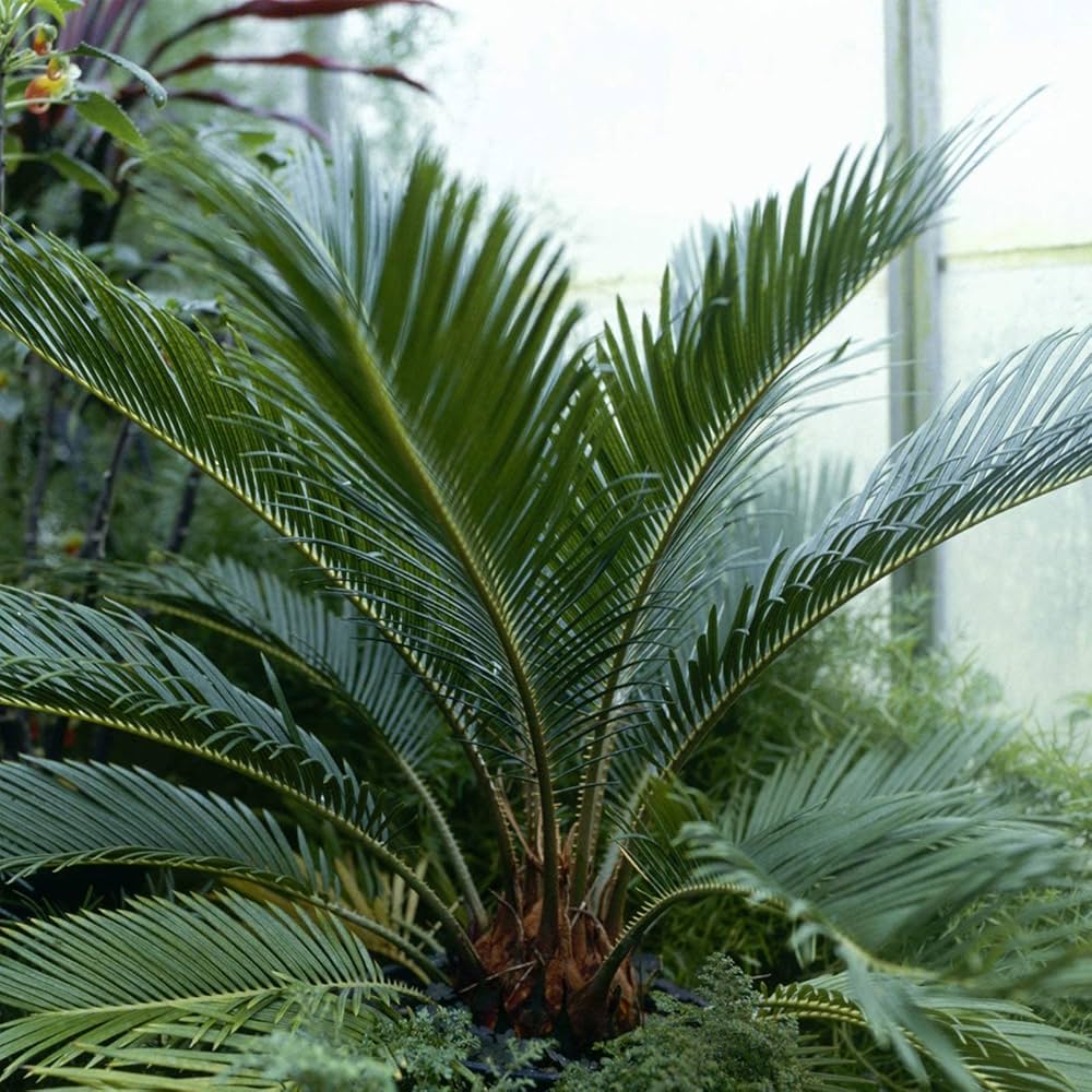 Cycas Plant Seeds for Easy Planting