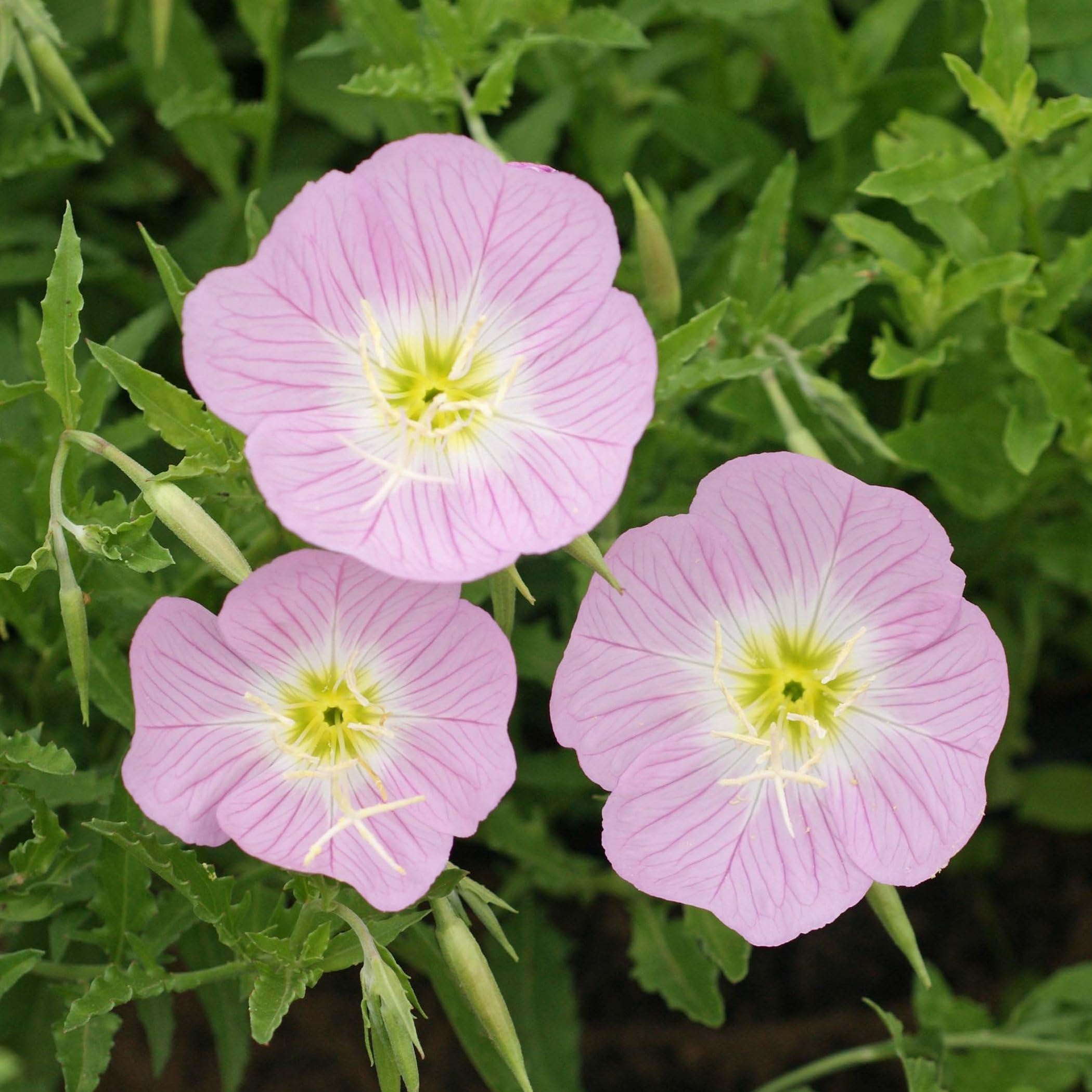 Purple Primrose Flower seeds for Planting - Sun Loving, Heirloom & GMO Free Seeds for Home Garden