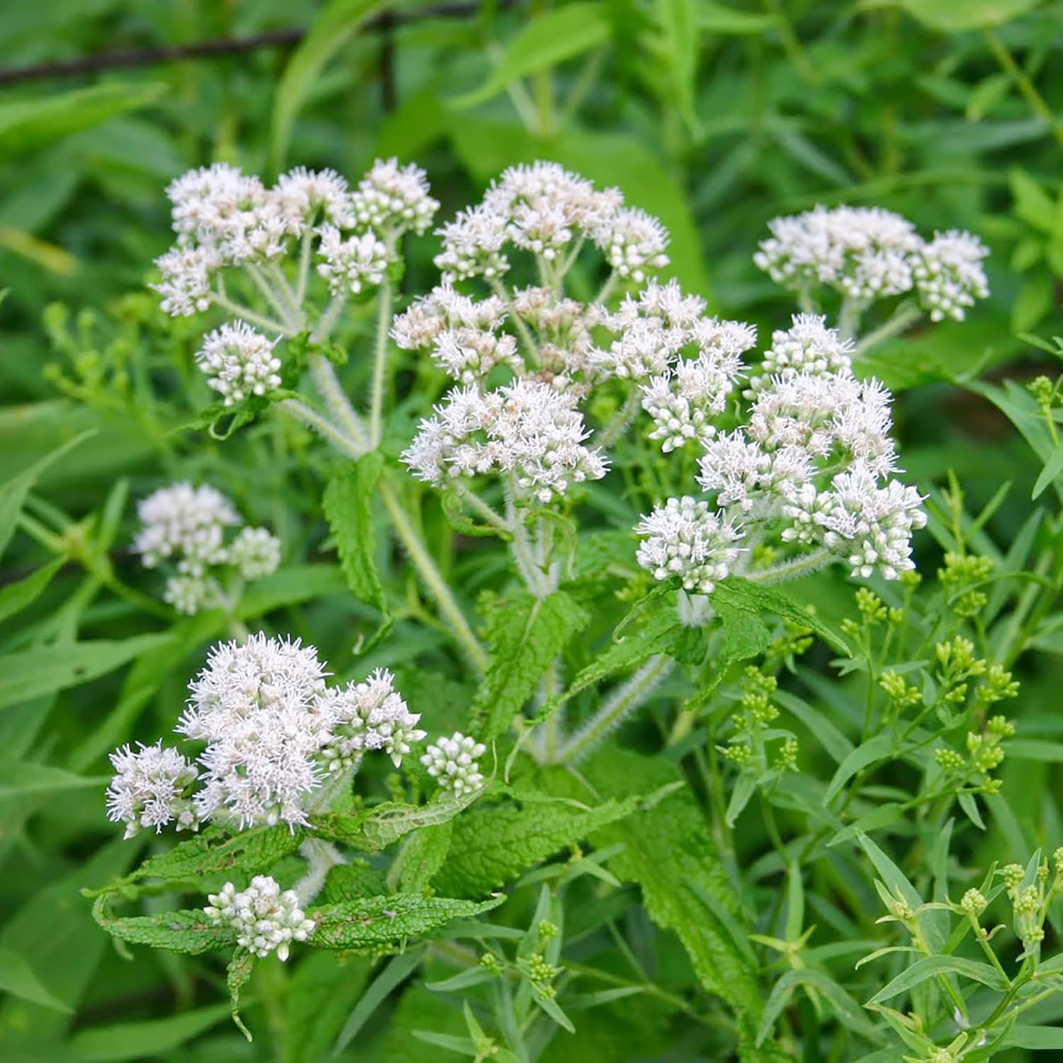 Eupatorium Eupatorium purpureum Flower Seeds for Planting in Garden & Flower Bed