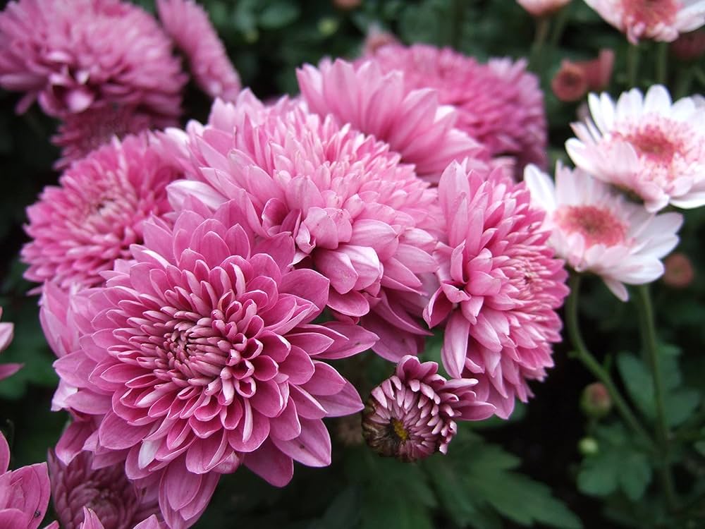 Baby Pink Chrysanthemum Flower seeds for Planting - Premium Quality, Heirloom & GMO Free Seeds for Home Garden
