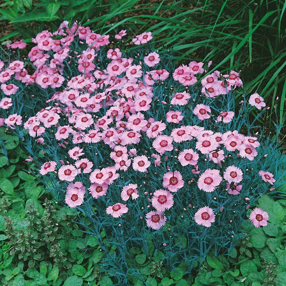 Dianthus Allwoodi Alpinus Seeds – Hardy Perennial with Elegant Flowers