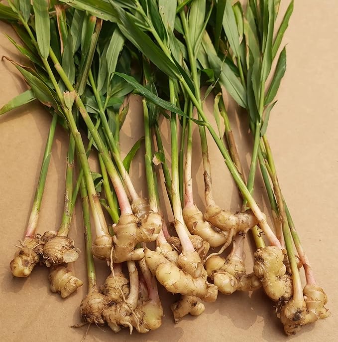 Spicy Ginger Root Vegetable Seeds For Planting Seeds