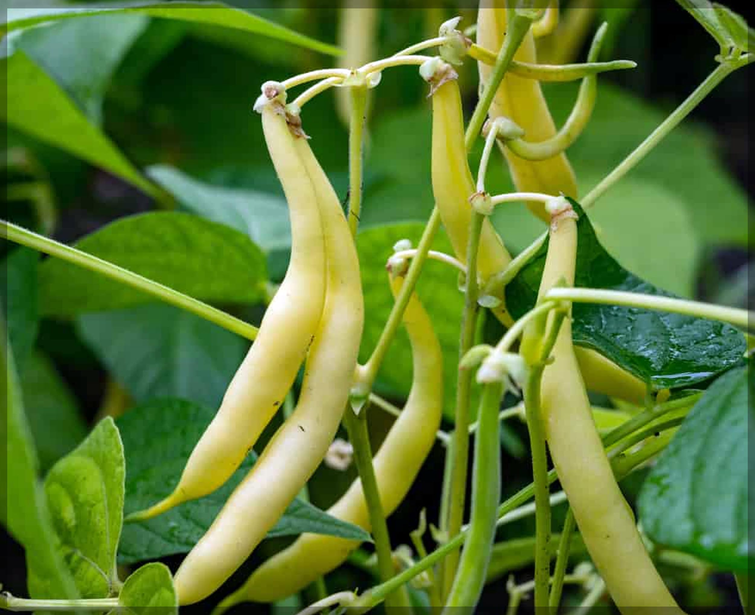 Golden Wax Bean Seeds for Planting vegetable patch