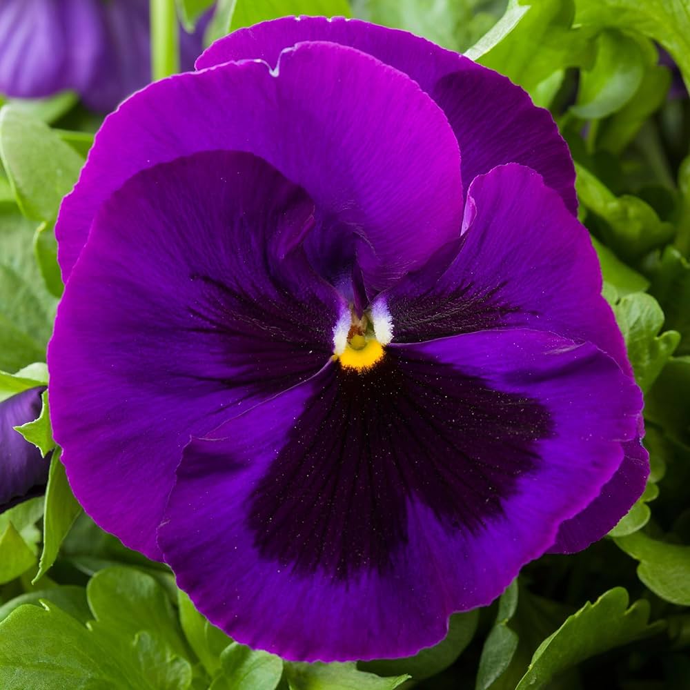 Mix Pansy Flower seeds for Planting - Premium Quality, Heirloom & GMO Free Seeds for Home Garden