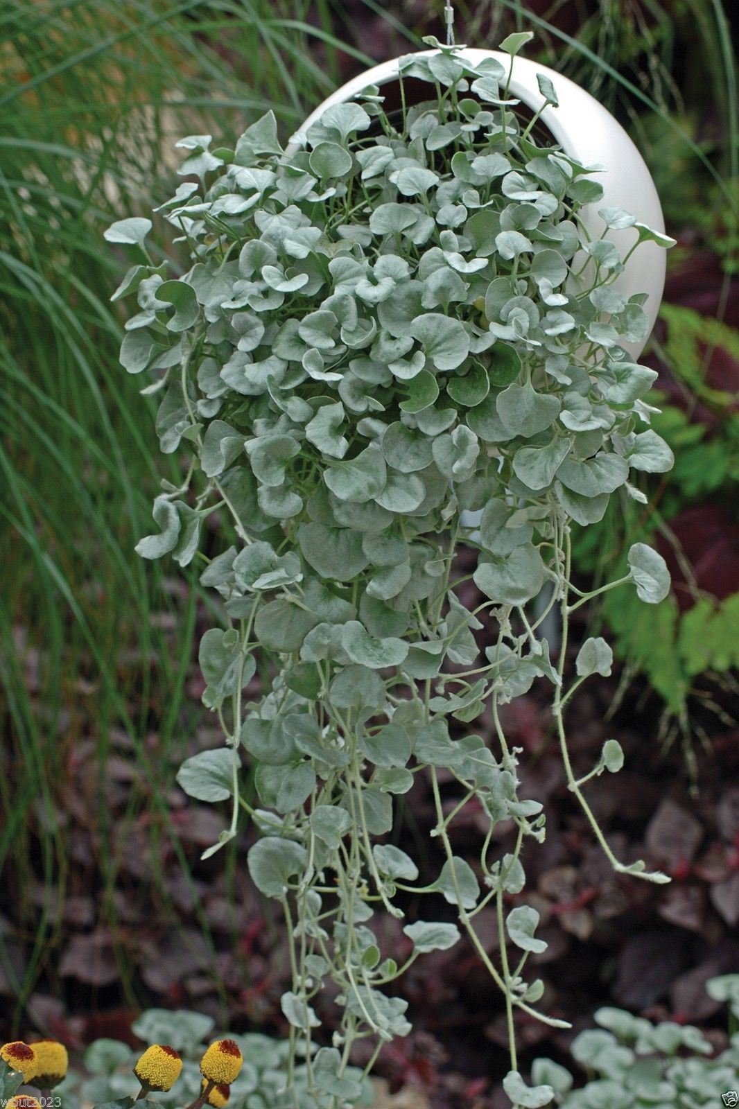 Repens Lawn Plant Seeds Planting Groundcover Seeds