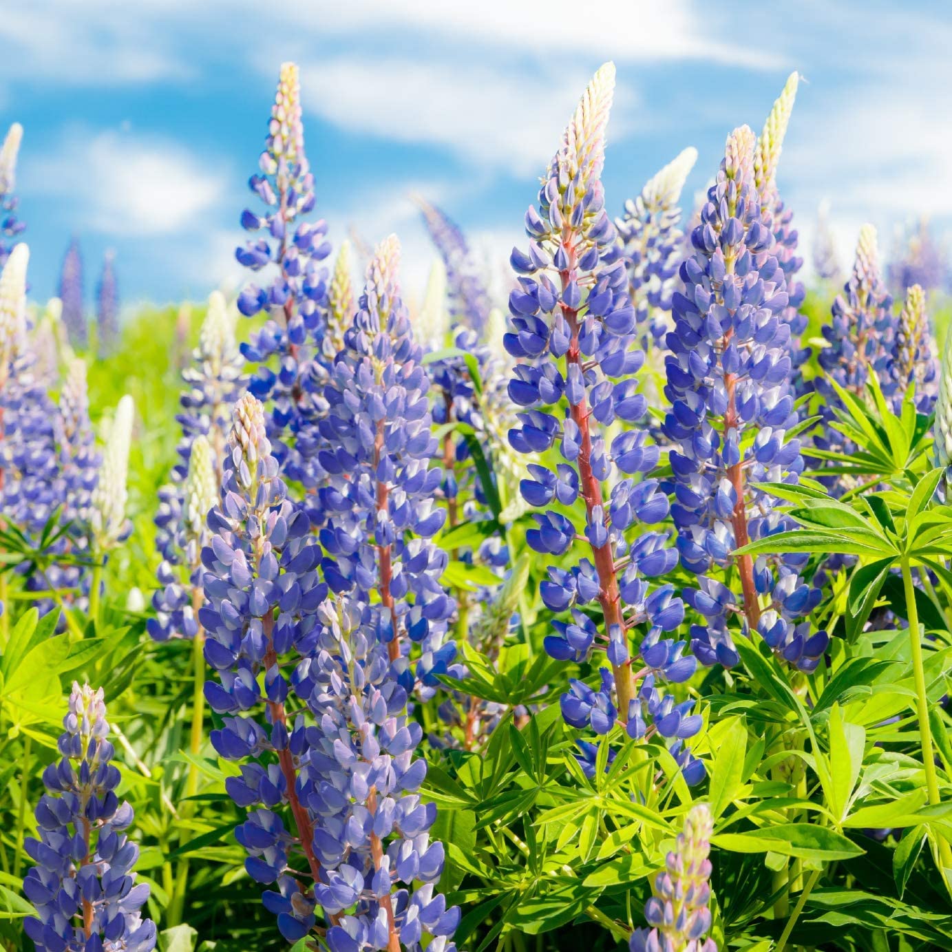 Sweet Blue Lupine Seeds for Beautiful Wild Violet Flowers in Garden